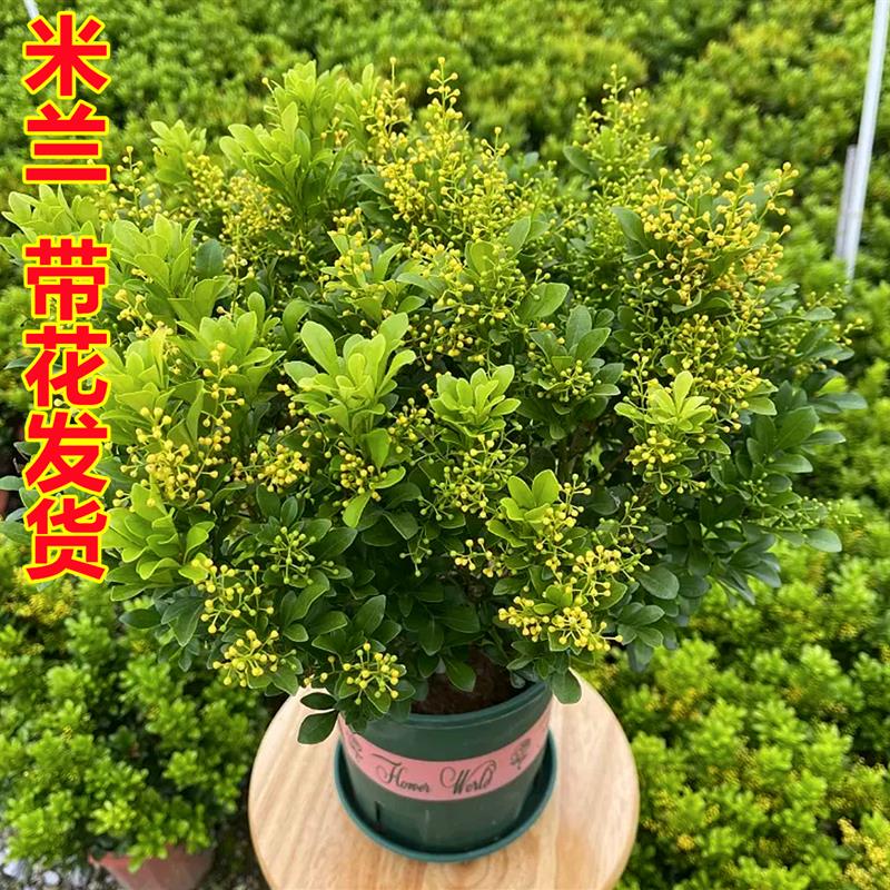 香水米兰花盆栽花卉植物室内四季开花带花苞浓香好养老桩盆景绿植