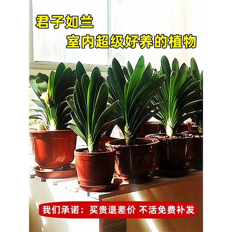 四季君子兰盆栽带花苞小苗