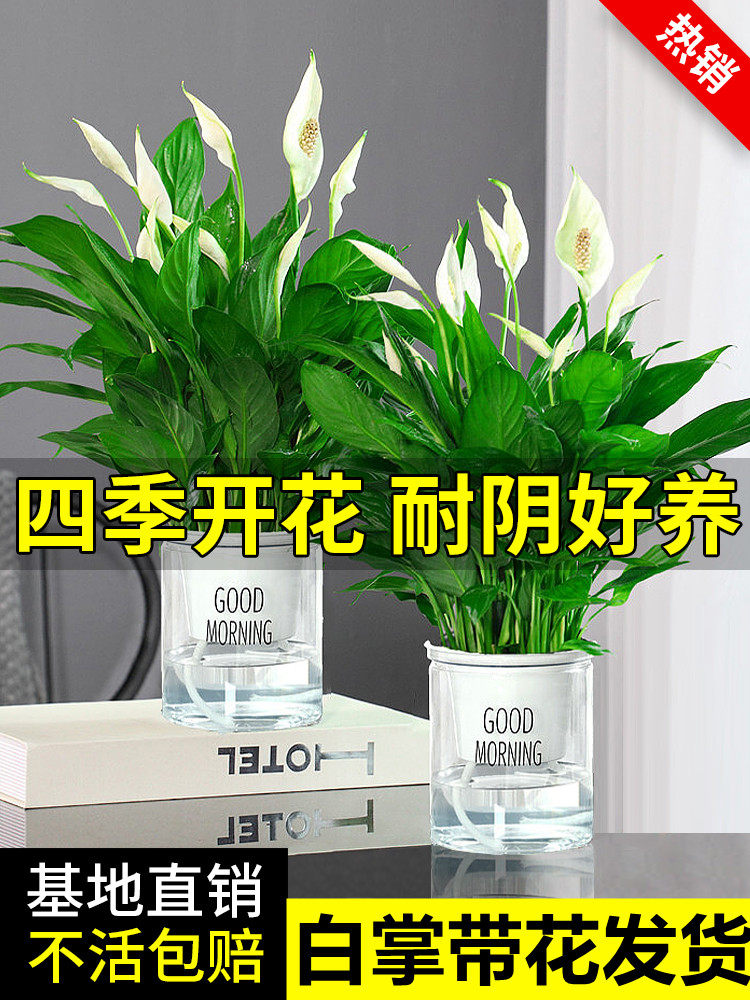 白掌一帆风顺盆栽水培植物