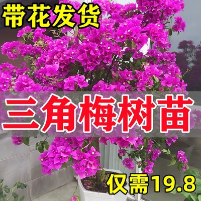 三角梅花树苗盆栽带老桩特
