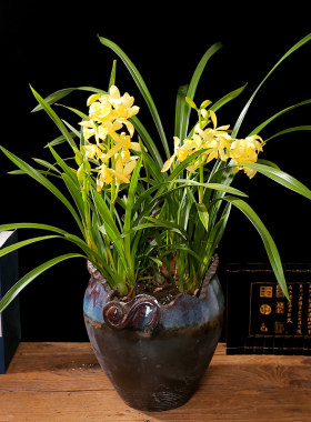 兰花盆栽带苞卉植物室内好