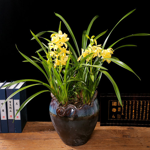 兰花盆栽带苞卉植物室内好