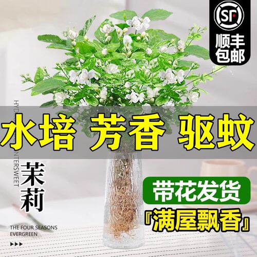 茉莉花水培植物盆栽办公室