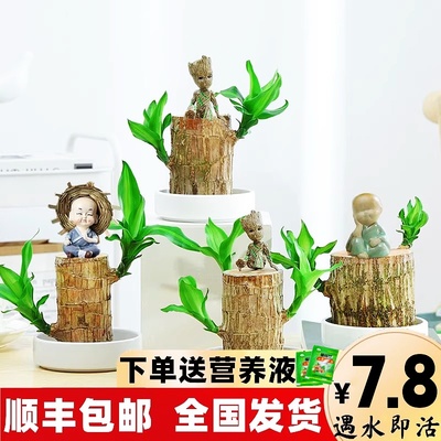 水培巴西木幸运迷你小盆栽