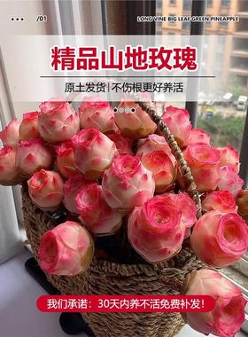 夏季多肉山地玫瑰水蜜桃酒杯粉耶罗鸡蛋翡翠球花绿多肉植物盆栽