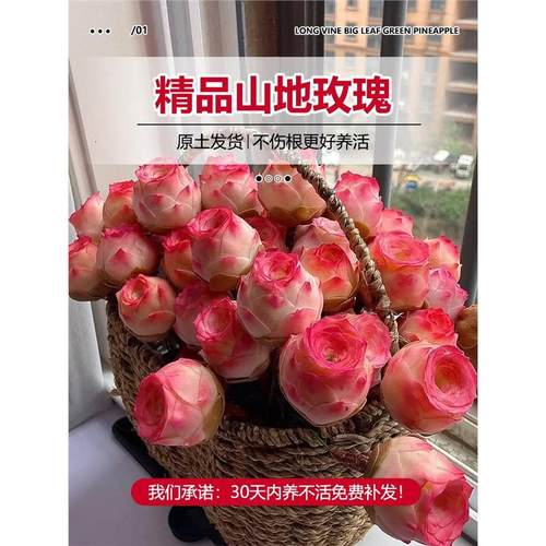 夏季多肉山地玫瑰水蜜桃酒