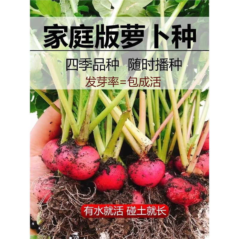四季萝卜种籽大全水果凤梨