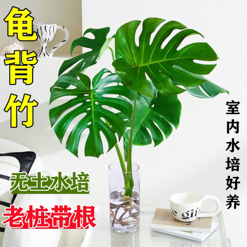 水培植物龟背竹盆栽老桩净