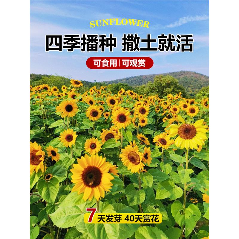 向日葵种孑观赏切花食用籽