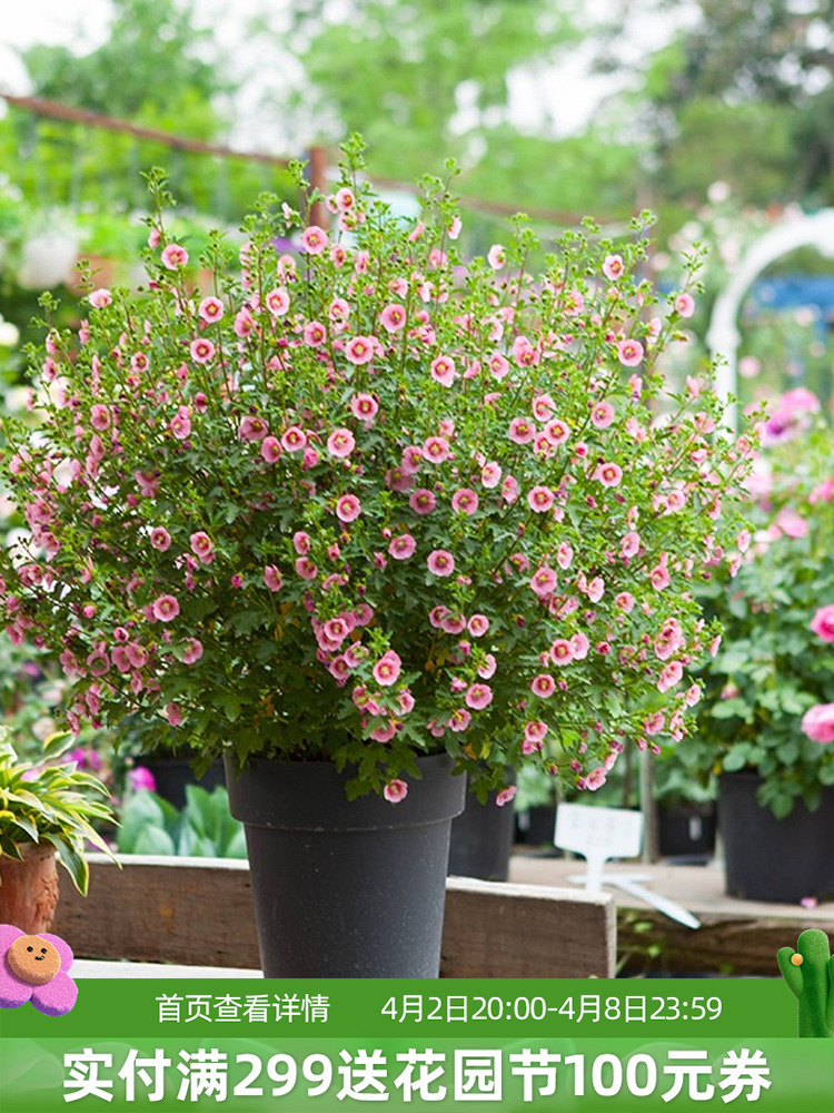 小木槿花树苗盆栽花苗棒棒糖室外阳台庭院花卉植物室内带花苞