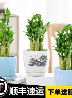 富贵竹文昌竹荷花竹观音竹土培水培绿植物花卉室内办公桌面小盆栽