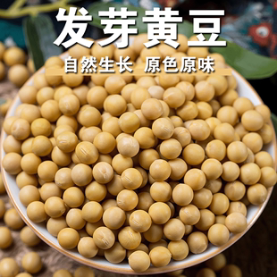 新小黄豆五谷杂粮 发芽黄豆发芽专用小黄豆发芽率高当季 新品