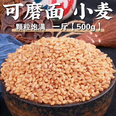 呆呆菇娘磨面小麦1斤