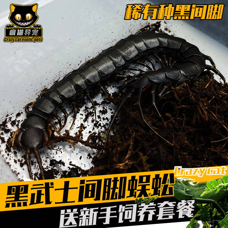 海南黑间脚越南巨人蜈蚣红龙 宠物巨型宠物观赏蜈蚣活体 包活