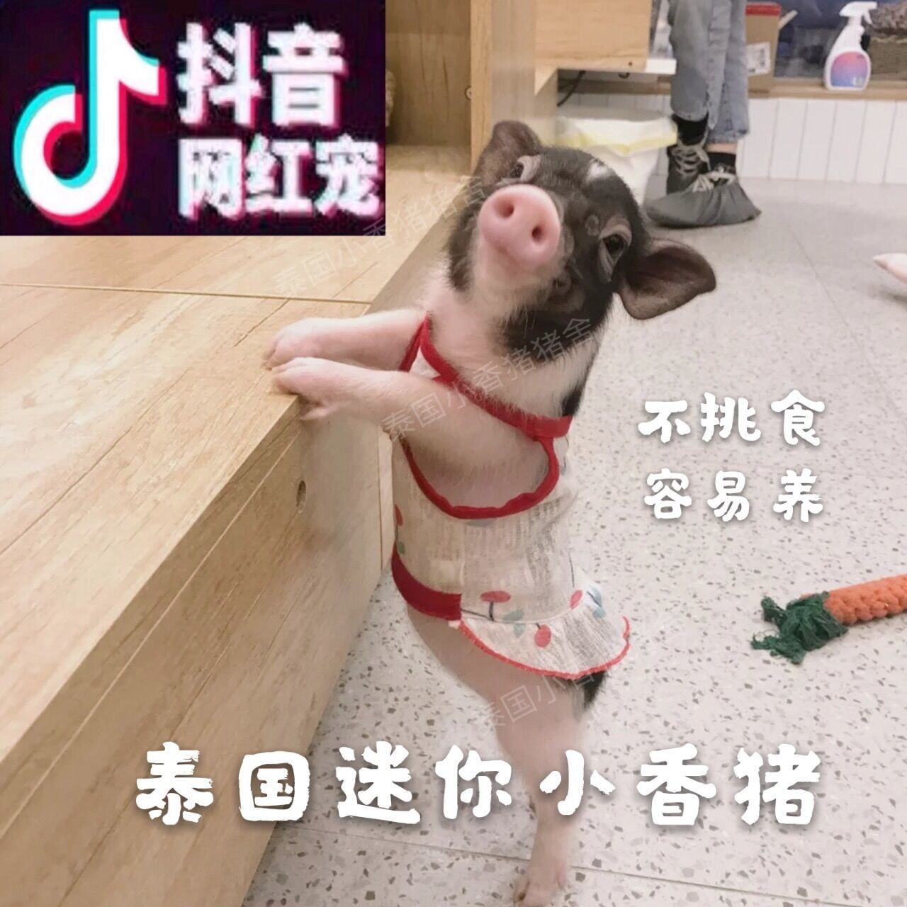 可爱宠物活体泰国迷你纯种小香猪