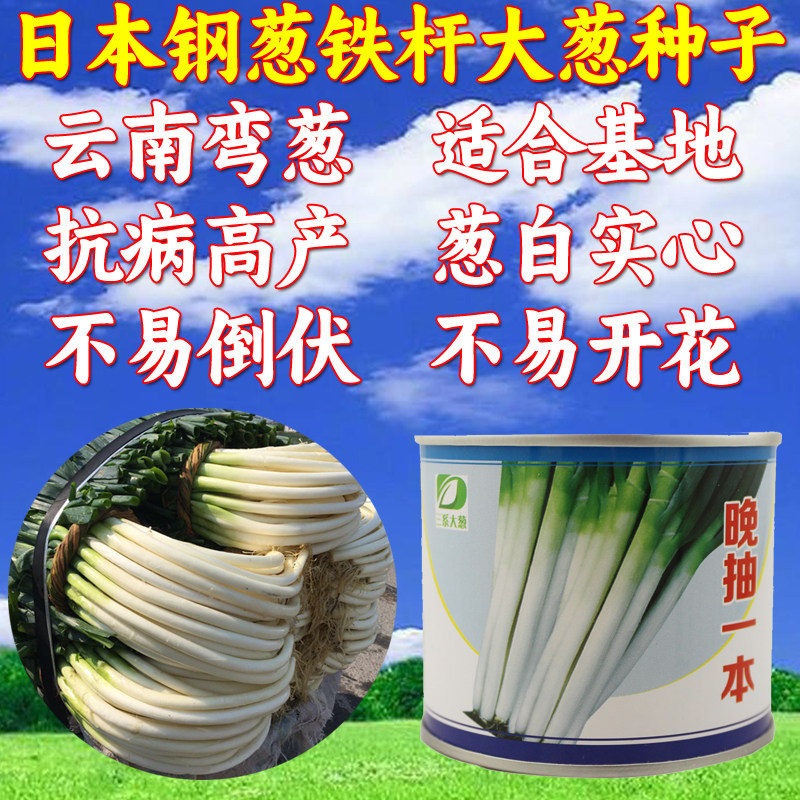日本品种铁杆大葱种子 弯葱种子 四季葱籽 基地专用大葱子 包邮