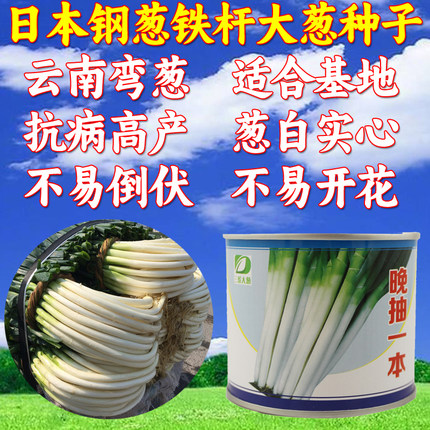 日本品种铁杆大葱种子 弯葱种子 四季葱籽 基地专用大葱子 包邮