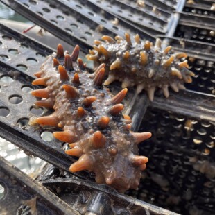 大海参 福建宁德霞浦刺参之乡 8-10只/斤规格 口感脆弹鲜美