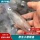 鲜活整只笔管鱿鱼400g 6只 新鲜小管 盒新鲜冷冻 海兔子