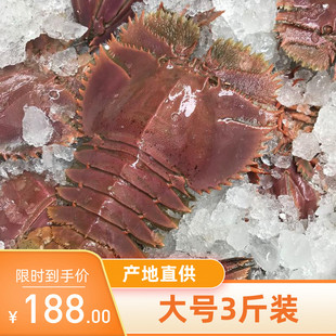 一份3斤装 野生琵琶虾 九齿扇虾大号虾姑排犀牛虾 4-5只/斤水产