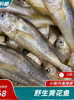 东海黄花鱼天然海鲜宝宝辅食