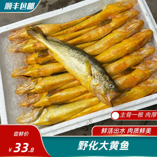 野化大黄鱼黄花鱼深海围养