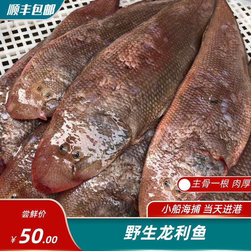 野生粗鳞龙利鱼 宝宝辅食鱼 4只/斤 2只/斤规格 500g 4斤顺丰包邮