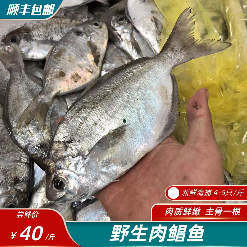 肉鲳鱼 南鲳鱼 3-5只/斤规格  500g 主骨一根无小毛刺 老少皆宜海