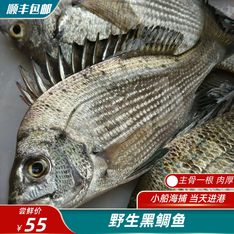黑翅鱼鲷鱼主骨一根肉质厚