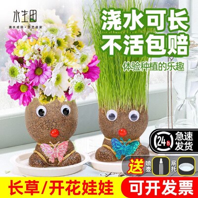 开花娃娃长草种草头儿童种植小盆栽水培绿植室内观察玩具