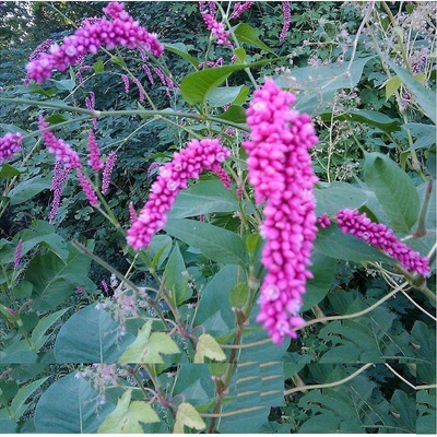 水红花草种子直 药材销蓼实子当年新采水荭草子红蓼 庭院园林