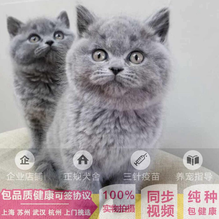 武汉出售蓝猫 纯种蓝猫宠物活体 英国短毛猫 英短猫舍 幼猫活体|msdalam kategori haiwan peliharaan/makanan haiwan dan bekalan, Kitty - dari Buy2taobao.com untuk memberikan perkhidmatan ejen Taobao profesional membeli