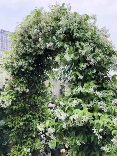 风车茉莉盆栽大苗懒好养藤爬藤花卉耐寒阳台盆栽植物四季开花