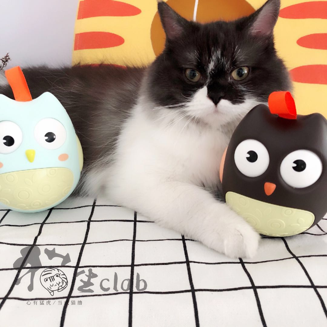 Q萌猫头鹰不倒翁高品质互动自嗨铃铛宠物猫玩具逗猫棒解闷小猫咪|ruв категории животное/Животное питание и принадлежностей, кошка/собака игрушка, звучание игрушка - от Buy2taobao.com для оказания профессиональной услуги покупки агента Taobao