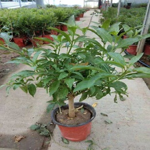 夜来香盆栽树苗庭院阳台四季开花绿植当年开花夏季阳台庭院室外