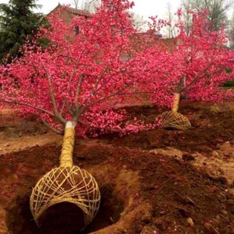 正宗日本樱花树苗樱花小苗南北方庭院地栽盆栽花树园林植物风景树