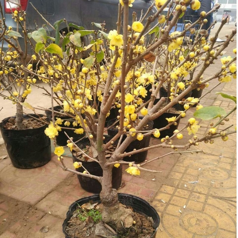 腊梅盆景嫁接腊梅品种腊梅 腊梅树桩 腊梅老桩黄花
