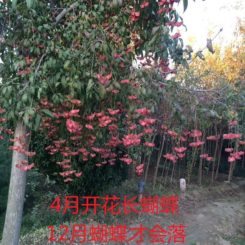 金丝吊蝴蝶盆景盆栽花卉树苗嫁接珍贵植物庭院观赏花卉蝴蝶带花