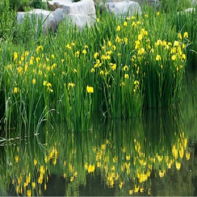 水池花卉植物水边池塘