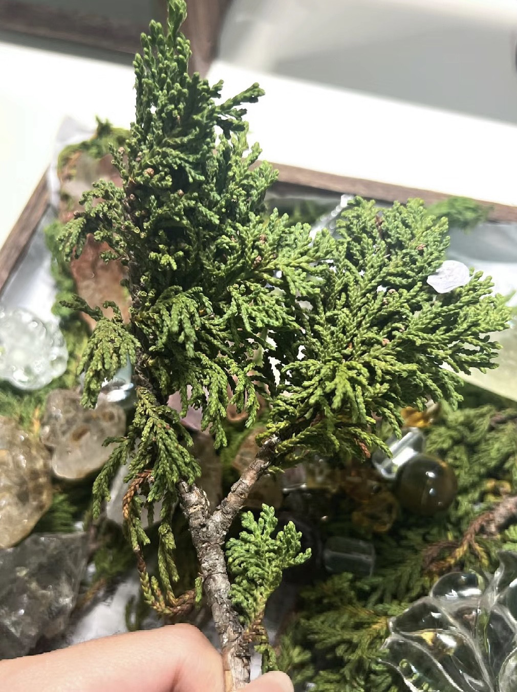 高原新鲜藏香柏香薰煨桑净化藏香藏香木保留了藏香柏原始味道