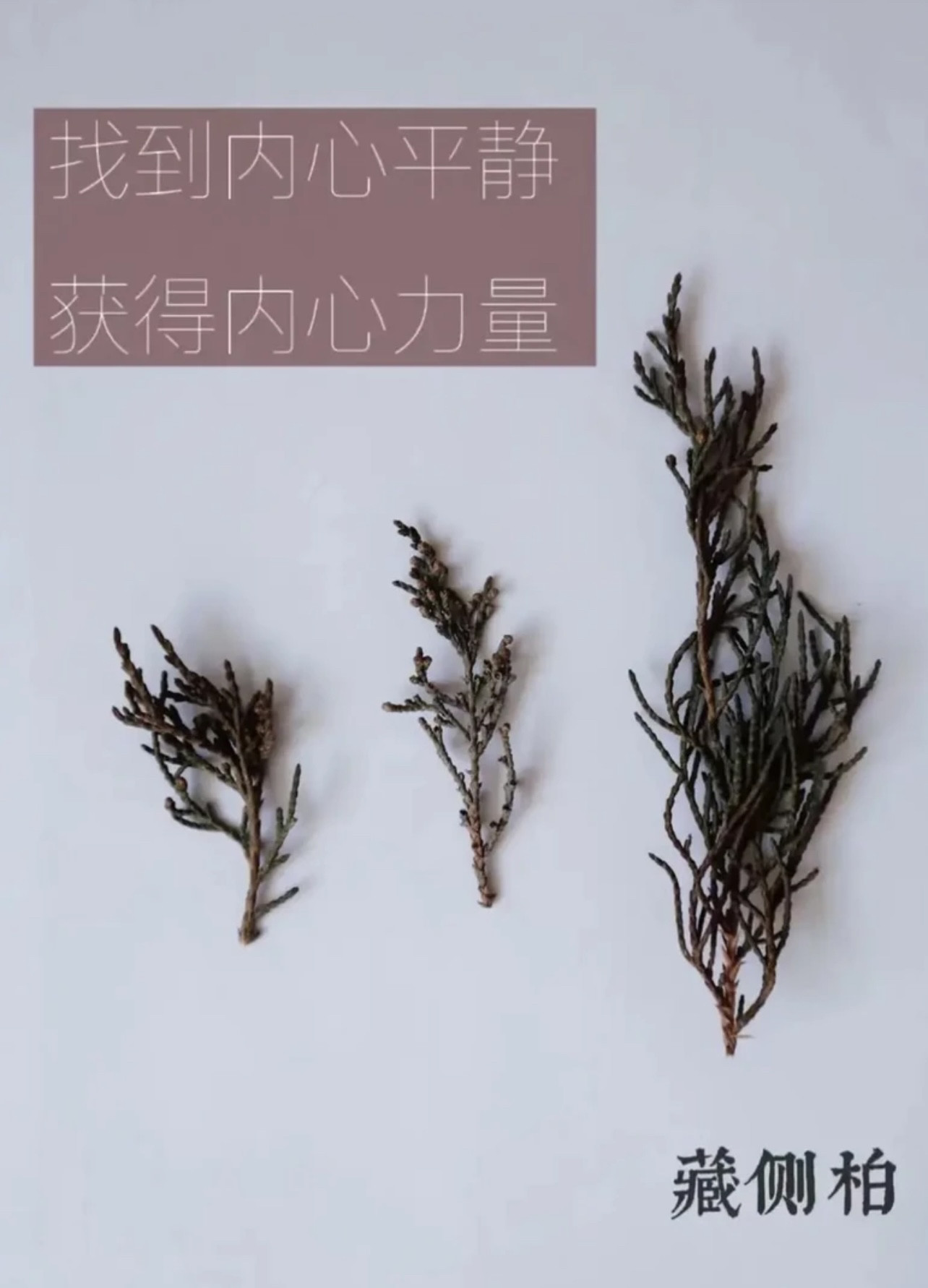 藏香柏天然香薰煨桑烟供火供新鲜枝藏地树枝香薰料天然藏香柏香浓