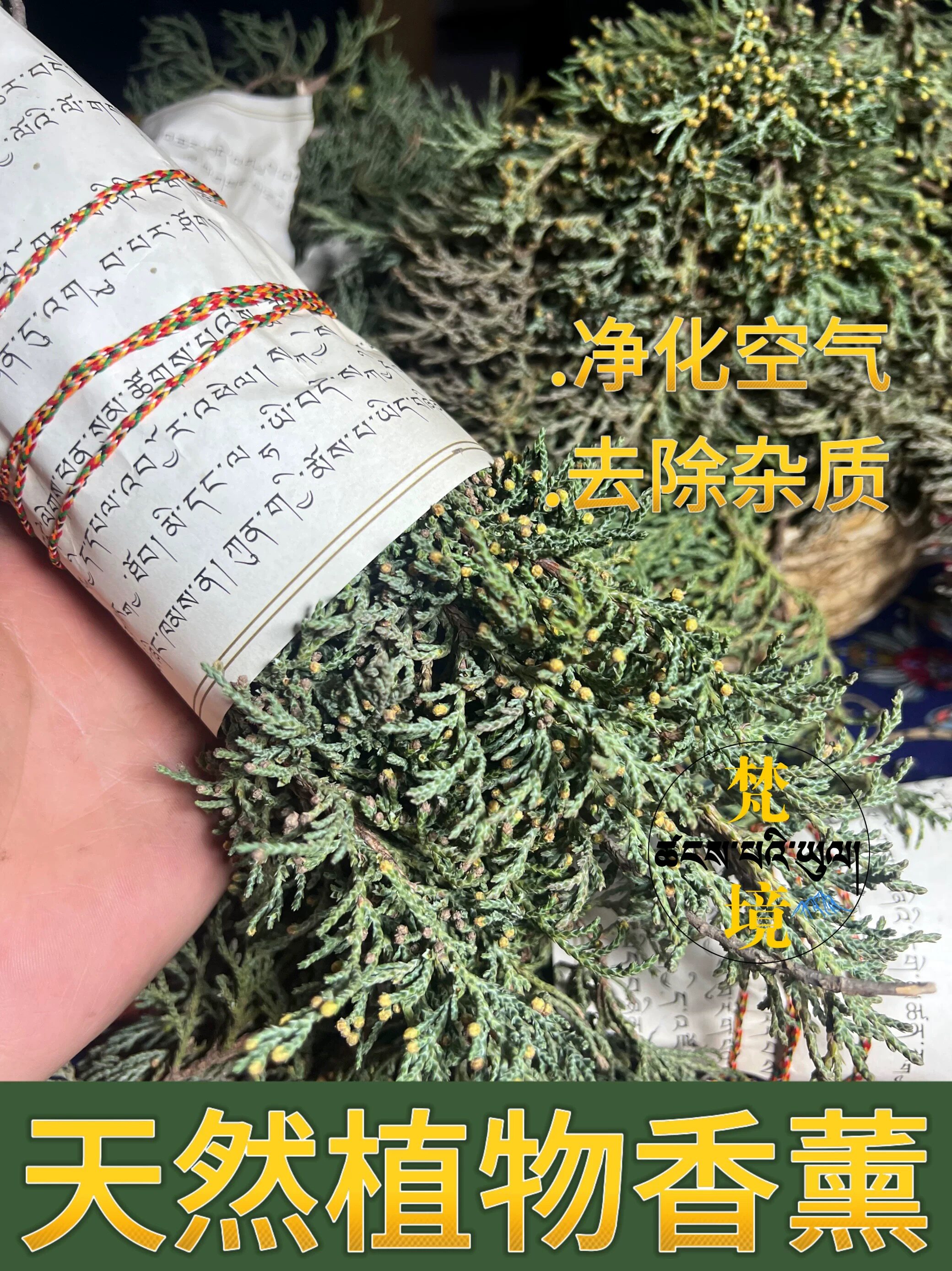 【青藏直发】海拔4000米藏香柏 新鲜师傅采摘 能量更足 净化磁场