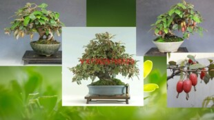 胡秃子胡颓子盆景素材种植毛桩观果羊奶子果植物生桩四季常青庭院