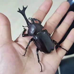 独角仙活虫甲姬兜长戟大兜网红宠物新手入门级好养昆虫大力士甲虫