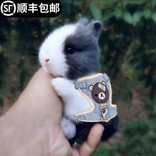 小白兔子活物侏儒兔长不
