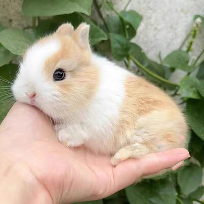 小兔子活物侏儒兔长不大