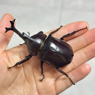 独角仙活虫甲姬兜长戟大兜网红宠物新手入门级好养昆虫大力士甲虫