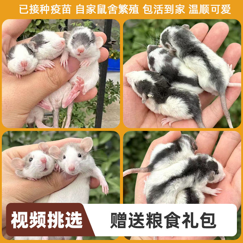 花枝鼠粘人幼崽幼兒小型活宿舍隨身寵物好養(yǎng)粘人正臉哈士奇暹羅
