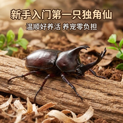 新手入门独角仙甲虫饲养昆虫宠物活体真成虫幼虫姬兜爬虫锹甲兜虫