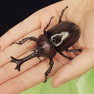 独角仙活虫甲姬兜长戟大兜网红宠物新手入门级好养昆虫大力士甲虫